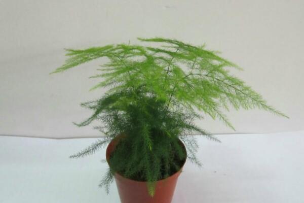 文竹分株繁殖時間