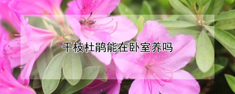 干枝杜鵑能在臥室養(yǎng)嗎