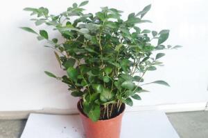 九里香怎么修剪，九里香的修剪圖解