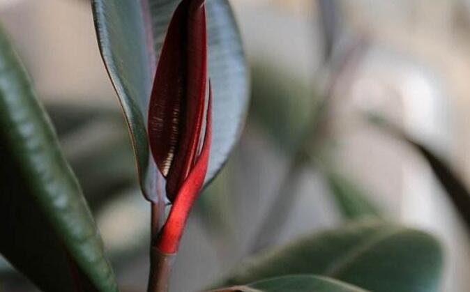 橡皮樹的副作用，對(duì)人體沒(méi)有特別大的傷害