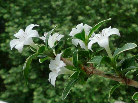 六月雪葉子發(fā)黑脫落怎么辦，做好三個要點(diǎn)即可恢復(fù)綠意