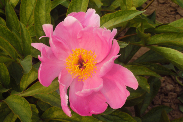 芍藥花什么時(shí)候開花