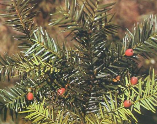 紅豆杉怎么換盆，三個簡單方法教你輕松學(xué)會