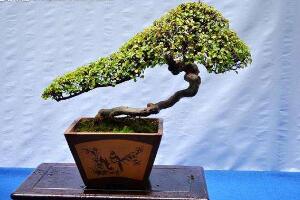 榕樹怎么繁殖，榕樹扦插方法圖解