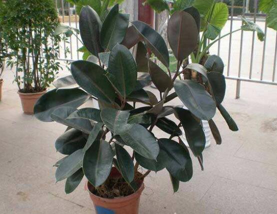 橡皮樹多高怎么去頭，擇理想的高度（生長(zhǎng)出芽點(diǎn)）