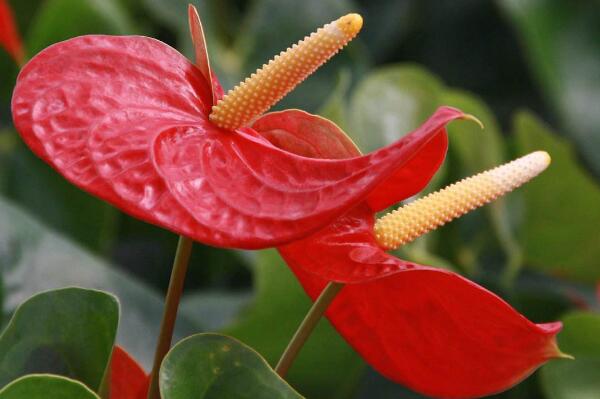 白掌和一帆風(fēng)順是一種花嗎，是同一種植物沒區(qū)別