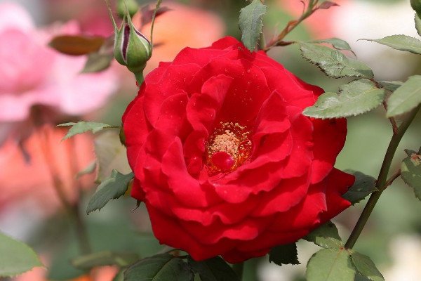 月季有蜘蛛網(wǎng)怎么辦