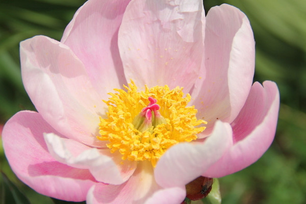 盆栽芍藥注意事項(xiàng)