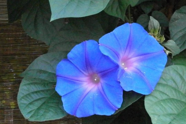 牽?；ㄊ窃趺赐吓赖? src="/nongchan/d/file/20201223/3tnsw2wwex2.jpg" / data-ydmP="J83R1J"></p>
<p data-UdGY="14BDK8">
	牽牛花是一年生纏繞草本植物，它的莖上被倒向的短柔毛及雜有倒向或開展的長硬毛，葉子形狀為寬卵形或近圓形，有深或淺的3-5裂。它的花朵為腋生，通常單一或2朵著生于花序梗頂，花型如同喇叭。</p>
<p data-hszS="bnLKd4">
	<strong data-179e="lNwMW2">3、生長習(xí)性</strong></p>
<p data-qJX0="YgEpj4">
	牽?；ǖ倪m應(yīng)能力很強，它喜歡生長在陽光充足和溫暖的環(huán)境中，有一定的耐熱能力，但是它不耐寒，最適生長溫度在20-25℃左右，它對土壤的要求不高，最適宜在疏松、肥沃和排水性良好的土壤中生長。</p>
<p data-ajKL="9jxqvC">
	<strong data-RV1M="ygYk63">4、主要價值</strong></p>
<p data-xUYH="kDDBGU">
	<img alt=