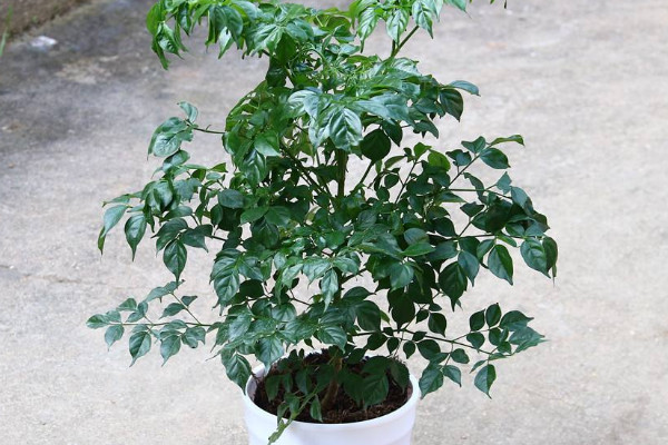 平安樹怎么養(yǎng)