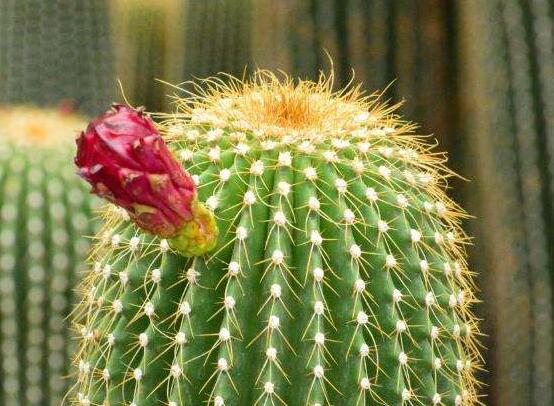 怎樣養(yǎng)仙人球容易開花，記住五個(gè)要點(diǎn)花開爆盆