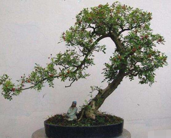 九里香盆景的養(yǎng)殖方法，做好七個(gè)基本養(yǎng)殖要點(diǎn)滿盆花香