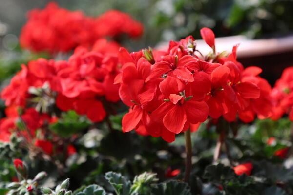 天竺葵冬天怎么養(yǎng)，做好以下5點(diǎn)才是關(guān)鍵