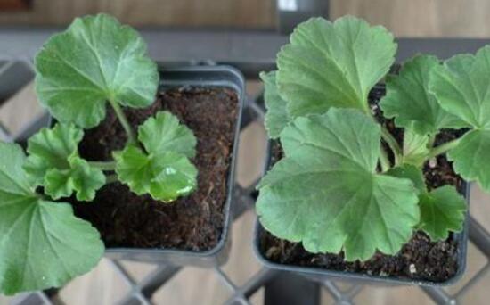 常春藤如何扦插，插蕙盆土剪刀花盆消毒液缺一不可