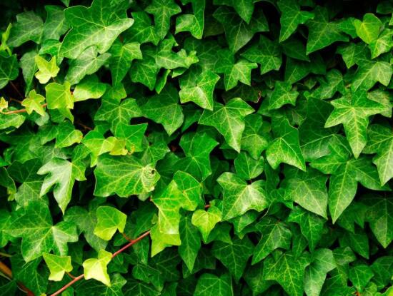 常春藤和常青藤一樣嗎，教你三種區(qū)別方法(形態(tài)/生長(zhǎng)環(huán)境/作用)