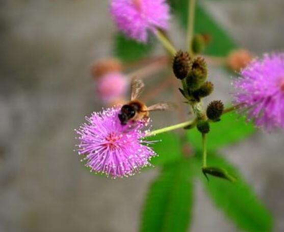 種含羞草會掉頭發(fā)嗎，會掉/家有孕婦和小孩忌養(yǎng)殖