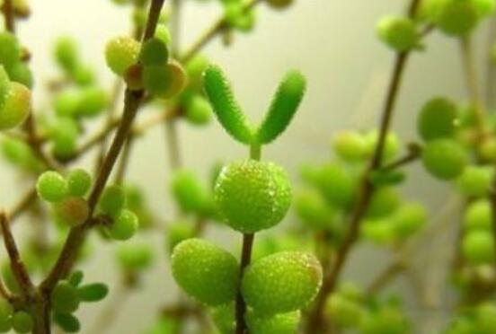 碧光環(huán)種植方法，擇健康種子、保水保肥土壤/淺盆為主