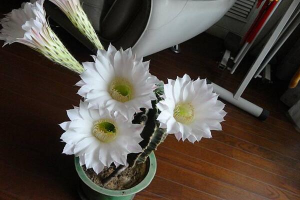 仙人掌常見的開花品種，最受歡迎的品種是緋花玉