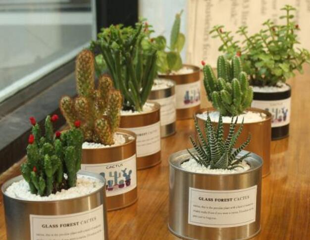 仙人球長斑怎么辦，及時(shí)挖掉并且合理養(yǎng)護(hù)