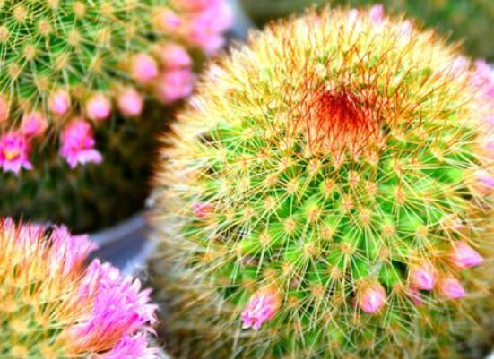 怎樣養(yǎng)仙人球容易開花，記住五個(gè)要點(diǎn)花開爆盆