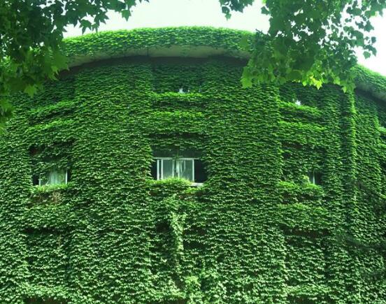 常春藤和爬山虎的區(qū)別，三個(gè)方法教你簡(jiǎn)單分辨