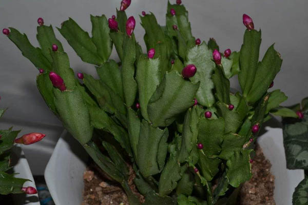 秋天蟹爪蘭的養(yǎng)殖方法和注意事項