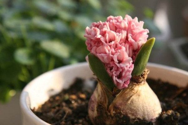 風(fēng)信子花謝后怎么處理，繼續(xù)栽培或冷藏保存種球