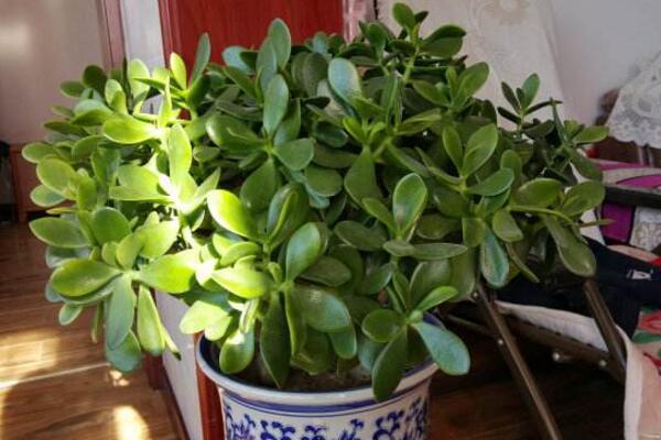 玉樹(shù)插枝時(shí)要不要澆水，采取濕土桿插