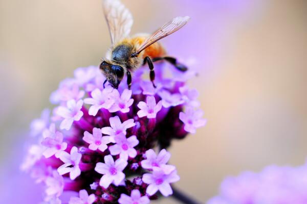 薰衣草適合送什么人，送給朋友、戀人