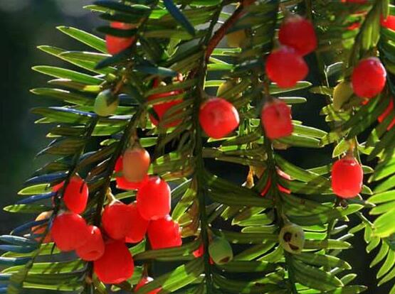 紅豆杉用什么土栽培好，疏松透氣、保水保肥