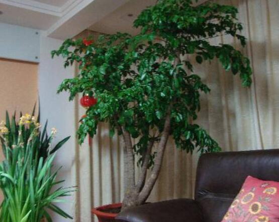 幸福樹開花什么預(yù)兆、寓意著家庭和睦，幸福快樂(吉兆)