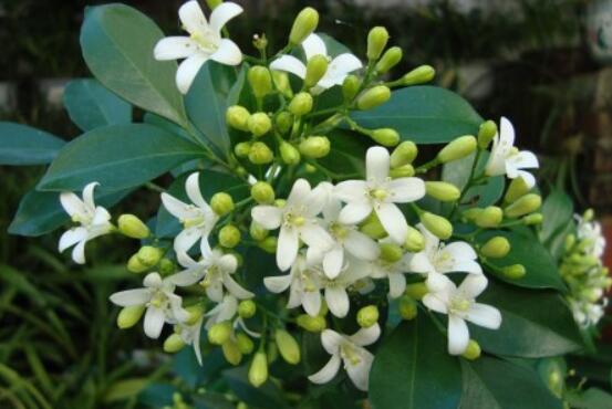 九里香盆栽的功效與作用，制作香精、活血化瘀