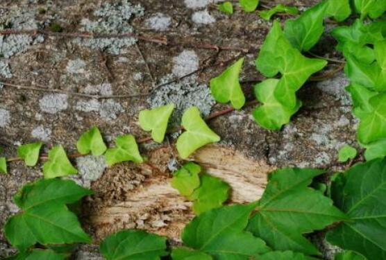 常春藤葉子干枯怎么辦，做好這五點(diǎn)即可恢復(fù)生機(jī)