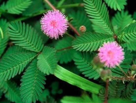 含羞草能在家里養(yǎng)嗎，不適合/頭發(fā)、眉毛嚴(yán)重脫落