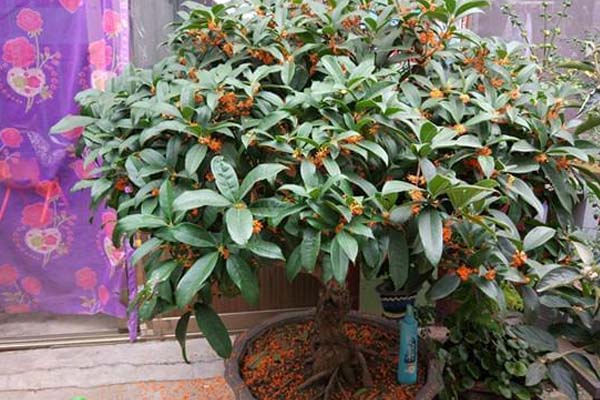 盆栽桂花的養(yǎng)殖方法和注意事項