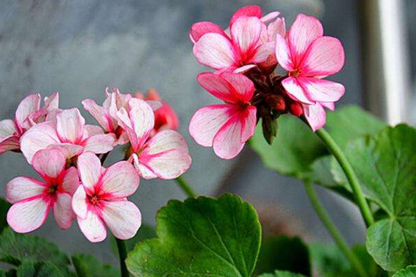 家養(yǎng)天竺葵如何繁殖
