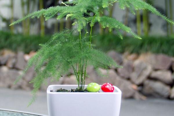 文竹黃葉怎么辦，找到黃葉原因及時(shí)進(jìn)行處理