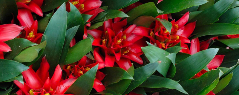 鴻運(yùn)當(dāng)頭發(fā)芽了可以分栽嗎