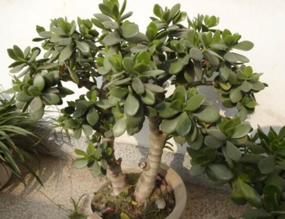 植物燕子掌有毒嗎，無(wú)毒與有毒需待進(jìn)一步科學(xué)考證(證據(jù)不足)