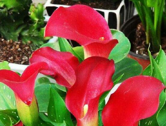 荷蘭馬蹄蓮的養(yǎng)殖方法，做好六個(gè)要點(diǎn)生長碧綠宜人