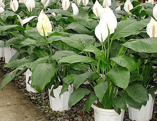 盆栽一帆風(fēng)順怎么養(yǎng)，教你八個(gè)方法便可爆盆