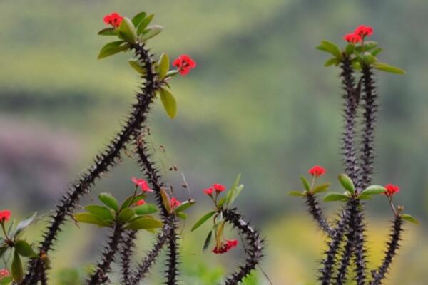 虎刺梅的養(yǎng)殖方法和注意事項(xiàng)，讓虎刺梅爆盆的關(guān)鍵