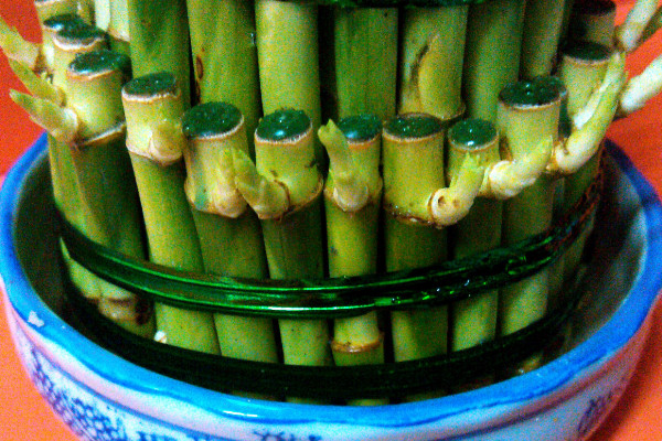 養(yǎng)富貴竹妙招，水培養(yǎng)殖的方法最棒