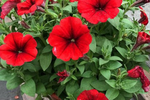 牽?；梢耘柙栽诩茵B(yǎng)嗎