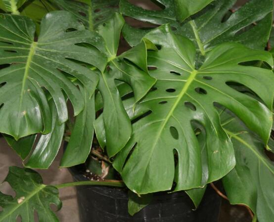 誤食龜背竹葉子怎么辦，第一時(shí)間去醫(yī)院積極治療(中毒較深)