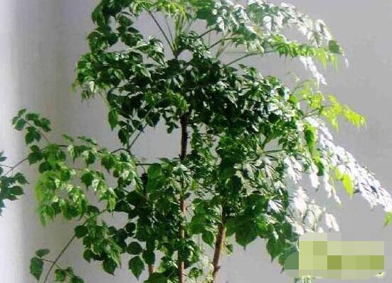 幸福樹水生根技巧，做好四點步驟即可水培爆盆