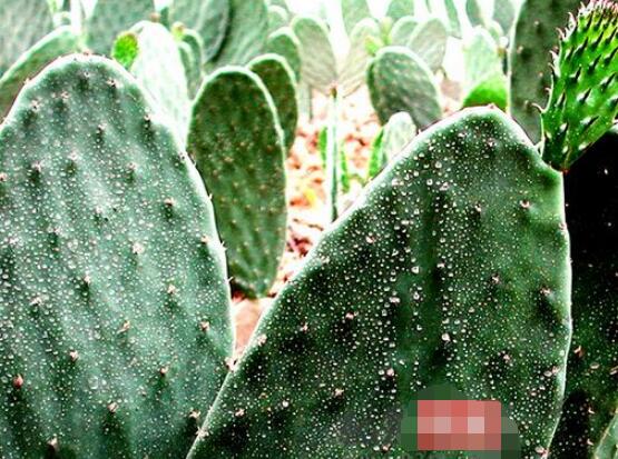 仙人掌怎么移植，用土覆蓋全根系、壓實土壤固定