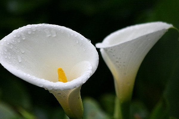 海芋花和馬蹄蓮的區(qū)別，海芋花花色單一并不豐富