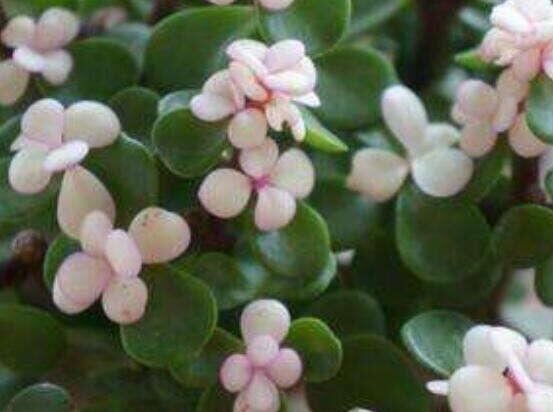 雅樂(lè)之舞的用途，盤(pán)點(diǎn)最實(shí)用四種價(jià)值