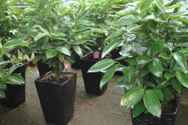 平安樹(shù)的養(yǎng)殖方法和注意事項(xiàng)，勤換盆多松土